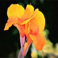 lily with yellow flower