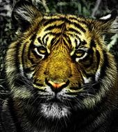 tiger head portrait digital drawing