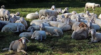 a flock of sheep lies in a pasture