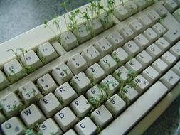 tiny plants in keyboard