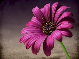 macro pink flower