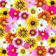 multicolor flower as a computer screensaver