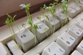 green sprouts from the keyboard