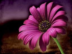 macro view of a pink daisy flower