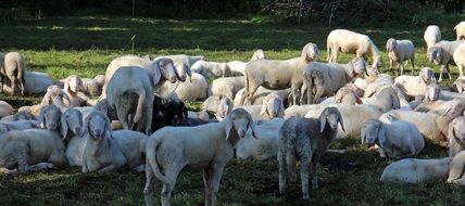 a flock of sheep on the pasture in the shadow