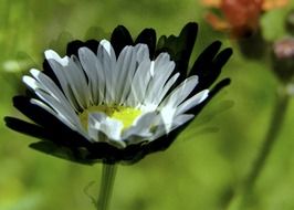 daisy with white and black petals