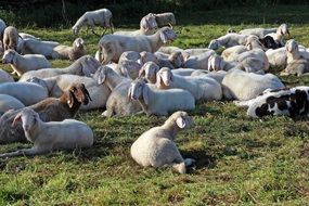 Flock of sheep in pasture