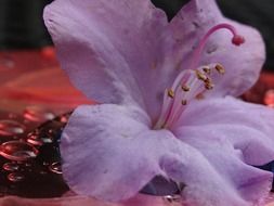 purple tender Lily close-up on blurred background