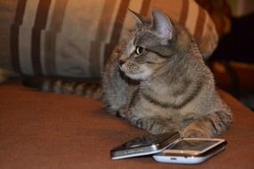 smartphones near the cat on the couch