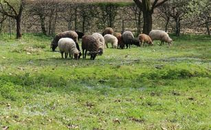 sheep eating grass on a meadow