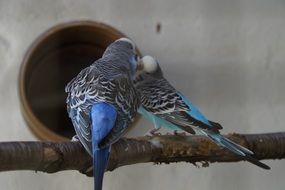 kiss of small parrots