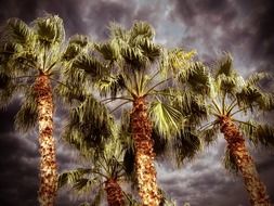 palm tree desert
