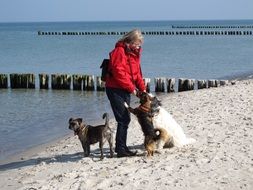 feeding dogs on the beach