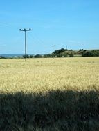 power line across wheat field in countryside