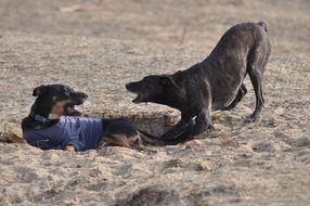two dogs play on the beach