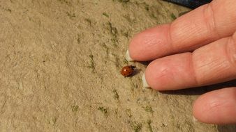 ledybug hand insect