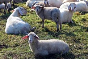 resting flock of sheep