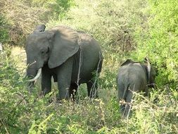 adult and young elephants feeding in greenery, tanzania