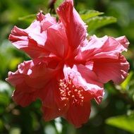 closeup picture of the pink flower in a garden