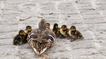 duck with ducklings on the pavement