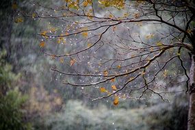 tree during rain