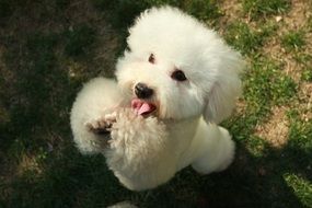 White poodle puppy