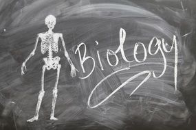 skeleton drawing on a blackboard
