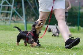 training fees
