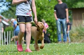 Girl is walking with the hungarian pointing dog