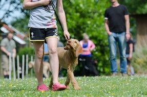 dog in dog school