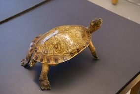 turtle as a symbol of education