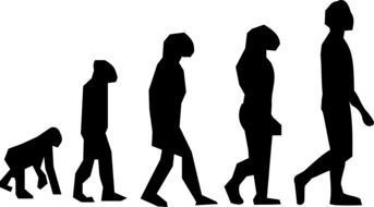 drawing of the evolution of walking darwin