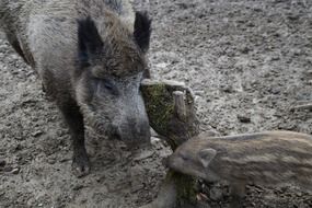 wild boars mother and child