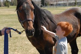 red-haired boy is stroking arab horse