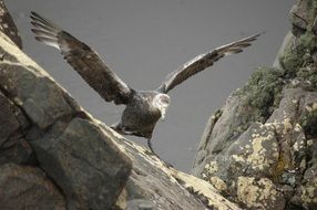 albatross on a rock
