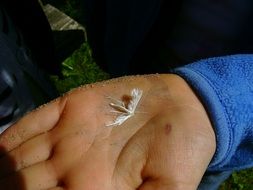 White dead moth on the hand close-up