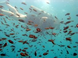 scuba diving with exotic fishes in the ocean
