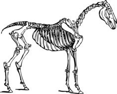 horse anatomy skeleton as a drawing