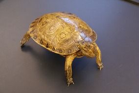 turtle study on biology