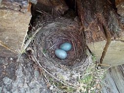 two blue eggs in nest