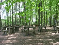 wooden benches in a green forest