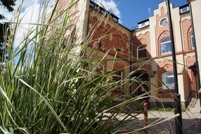 grass in the school yard
