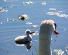 swans on the lake