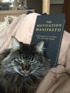 cat next to a book on the couch