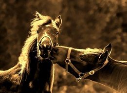 horses kiss each other