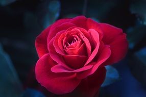fresh rose flower