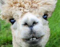 portrait of funny alpaca in nature