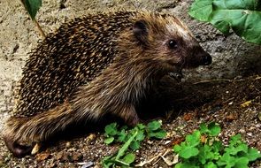 hedgehog smiling