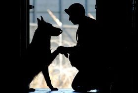 dog giving paw to man