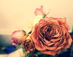 dead orange rose close-up